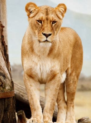 Aberdares national park