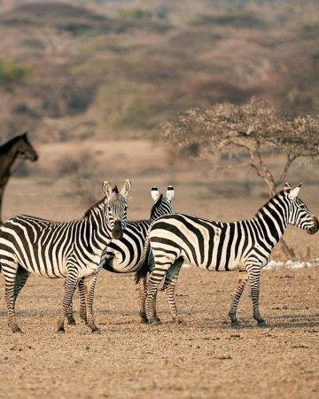 Samburu national reserve