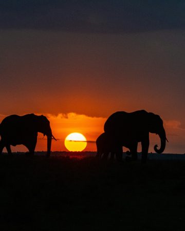 Tsavo national park
