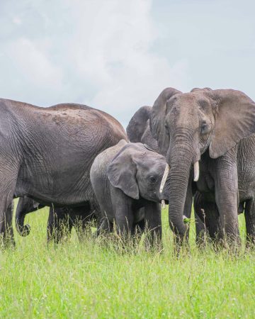 Amboseli national park