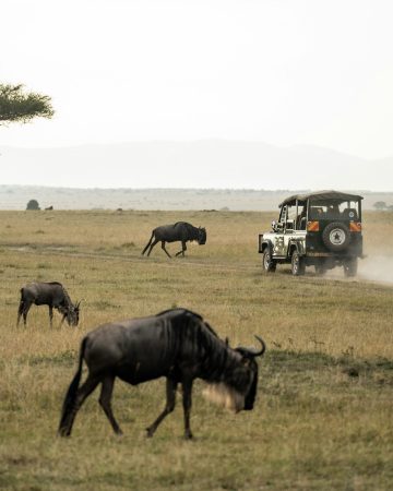 Maasai mara national reserve