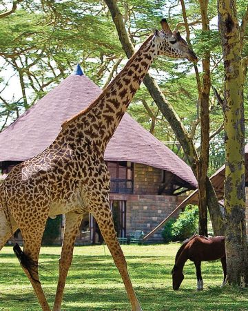 Lake Nakuru national park